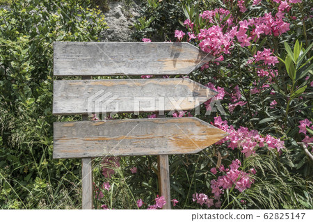 blank wooden directional signposts in a park blank wooden directional signposts in a park 62825147