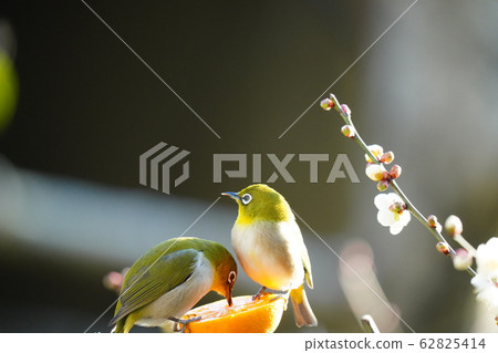 Mejiro / Dating / Dining / February / Ehime oranges are delicious and Iyo / Plum blossoms 62825414