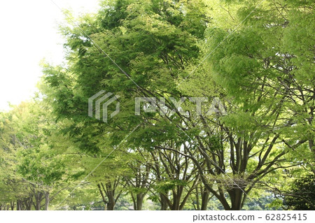 Green leaves Green leaves 62825415