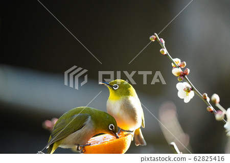 Mejiro / Dating / Dining / February / Ehime oranges are delicious and Iyo / Plum blossoms 62825416