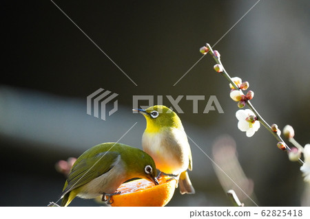 Mejiro / Dating / Dining / February / Ehime oranges are delicious and Iyo / Plum blossoms 62825418