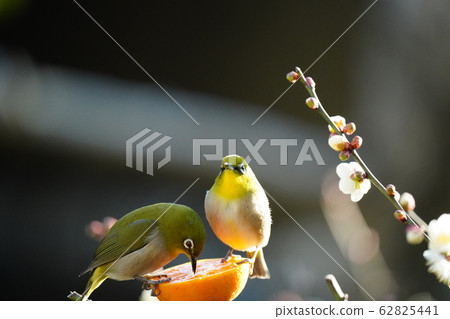 Mejiro / Dating / Dining / February / Ehime oranges are delicious and Iyo / Plum blossoms Mejiro / Dating / Dining / February / Ehime oranges are delicious and Iyo / Plum blossoms 62825441