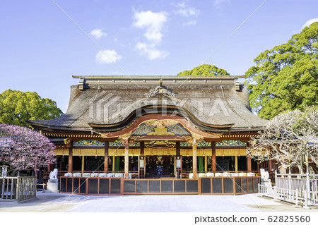 太宰府天滿宮，正殿，梅花盛開 62825560