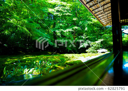 魯里科因 62825791