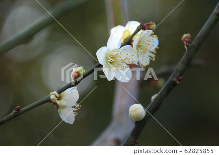 Early spring landscape with plums Early spring landscape with plums 62825855