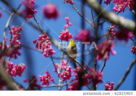 White-eye, cold scarlet cherry, full bloom, blue sky, fine weather, February 62825903