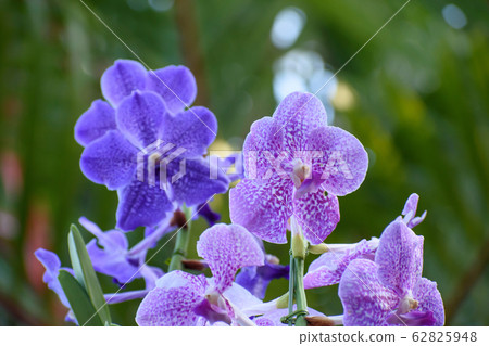 西方蘭花，班達 62825948