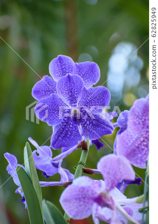 西方蘭花，班達 62825949