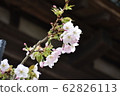 櫻花 62826113