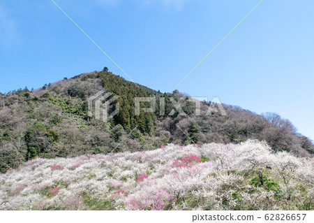 Mt. Takao Takao Umezo Kinoshita Bairin (Kesadowabirin) Mt. Takao Takao Umezo Kinoshita Bairin (Kesadowabirin) 62826657