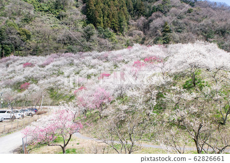 Mt. Takao Takao Umezo Kinoshita Bairin (Kesadowabirin) Mt. Takao Takao Umezo Kinoshita Bairin (Kesadowabirin) 62826661