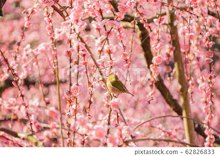 Mejiro at the weeping plum 62826833