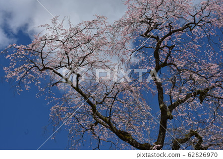 Blue sky and cherry blossoms 62826970