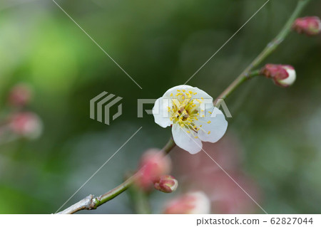 Plum blossom  62827044