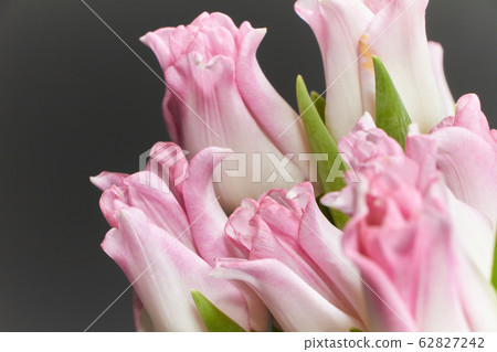 Close up of pink tulips on a dark wooden table, 62827242