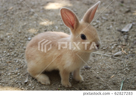 Usagi in Okunojima Usagi in Okunojima 62827283