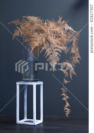 Branch asparagus fern or asparagus setaceus Branch asparagus fern or asparagus setaceus 62827307