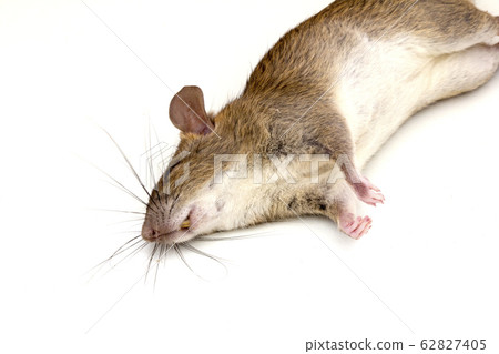 dead rat isolated on white background, 62827405