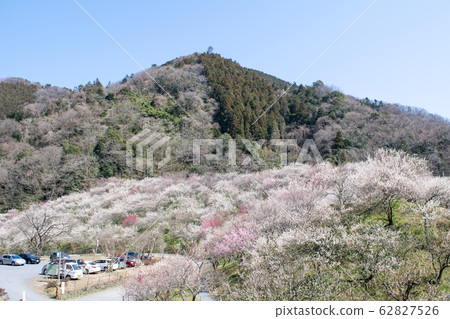 Mt. Takao Takao Umezo Kinoshita Bairin (Kesadowabirin) Mt. Takao Takao Umezo Kinoshita Bairin (Kesadowabirin) 62827526
