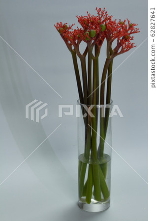 Red jatropha podagrica flowers in a glass vase on 62827641