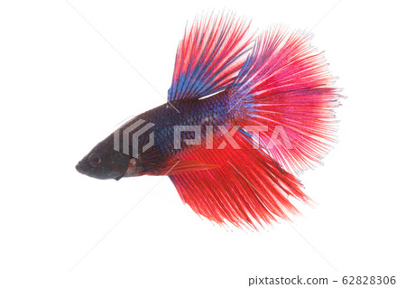 Betta fish, siamese fighting fish isolated Betta fish, siamese fighting fish isolated 62828306