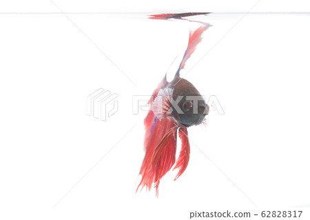 Betta fish, siamese fighting fish isolated 62828317