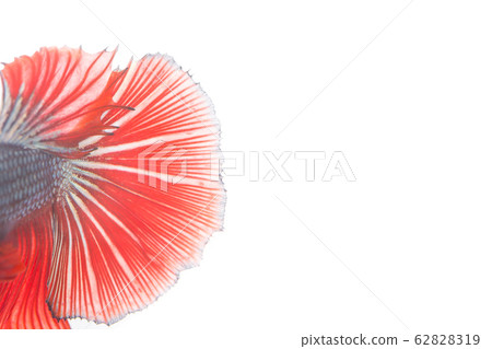 Betta fish, siamese fighting fish isolated 62828319