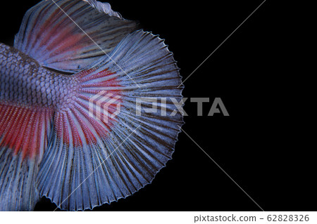 Tail Thai fighting fish 62828326