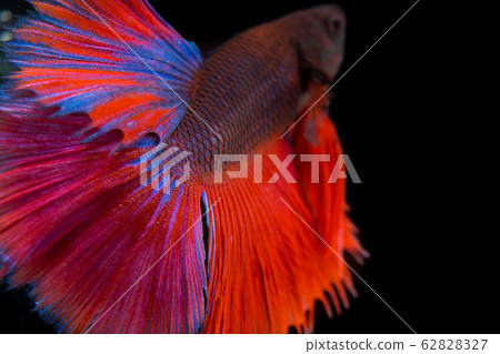 Tail Thai fighting fish Tail Thai fighting fish 62828327