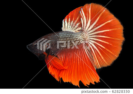 Thai fighting fish Thai fighting fish 62828330