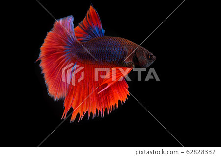 Thai fighting fish Thai fighting fish 62828332