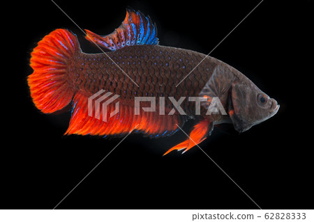 Thai fighting fish Thai fighting fish 62828333