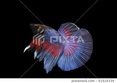 Thai fighting fish 62828334