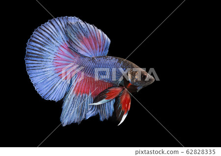 Thai fighting fish Thai fighting fish 62828335