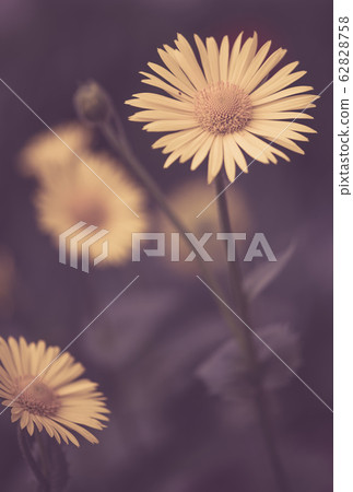 Defocus blur background of yellow spring flowers 62828758