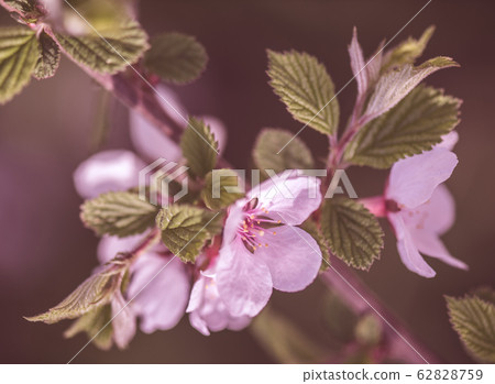 Defocus blur background of blooming white flower 62828759