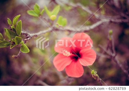 Hibiscus rosa-sinensis known colloquially as Hibiscus rosa-sinensis known colloquially as 62828789