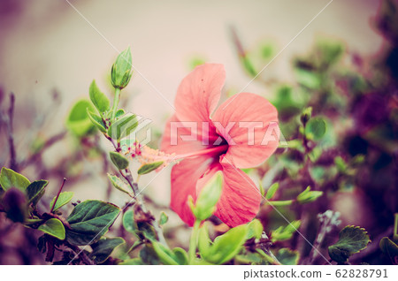 Hibiscus rosa-sinensis known colloquially as 62828791
