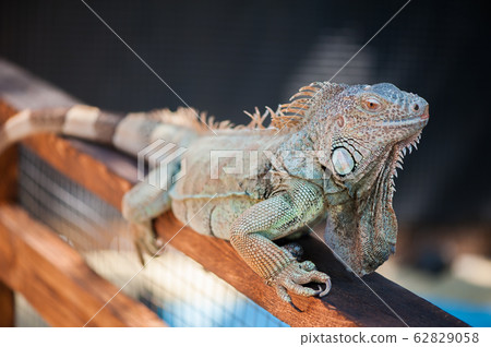A male green iguana or american iguana with spines A male green iguana or american iguana with spines 62829058