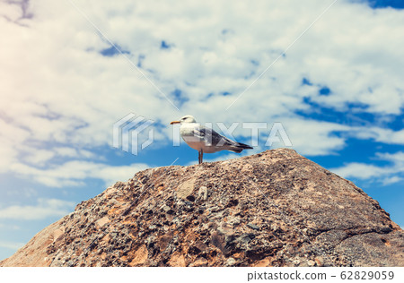 Closeup white sea gull sits and rests on stone Closeup white sea gull sits and rests on stone 62829059