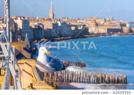 Seagull in Saint-Malo, Brittany, France 62829350