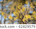 Witch hazel flower 62829579