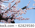plum	 62829580