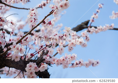 plum plum 62829580