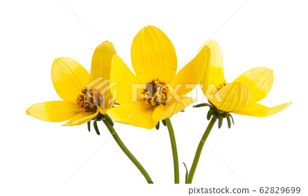 bidens isolated 62829699