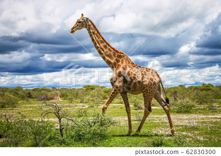 Giraffe 62830300