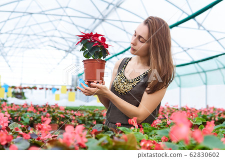 woman in a greenhouse holds a pot of poinsettia 62830602