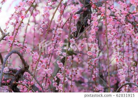 Kazahaya Village: Bairin and White-eye Kazahaya Village: Bairin and White-eye 62831915