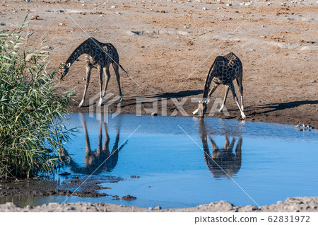 Giraffes in Etosha National Park Giraffes in Etosha National Park 62831972