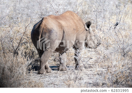 Black Rhinoceros Browsing under a tree. Black Rhinoceros Browsing under a tree. 62831995